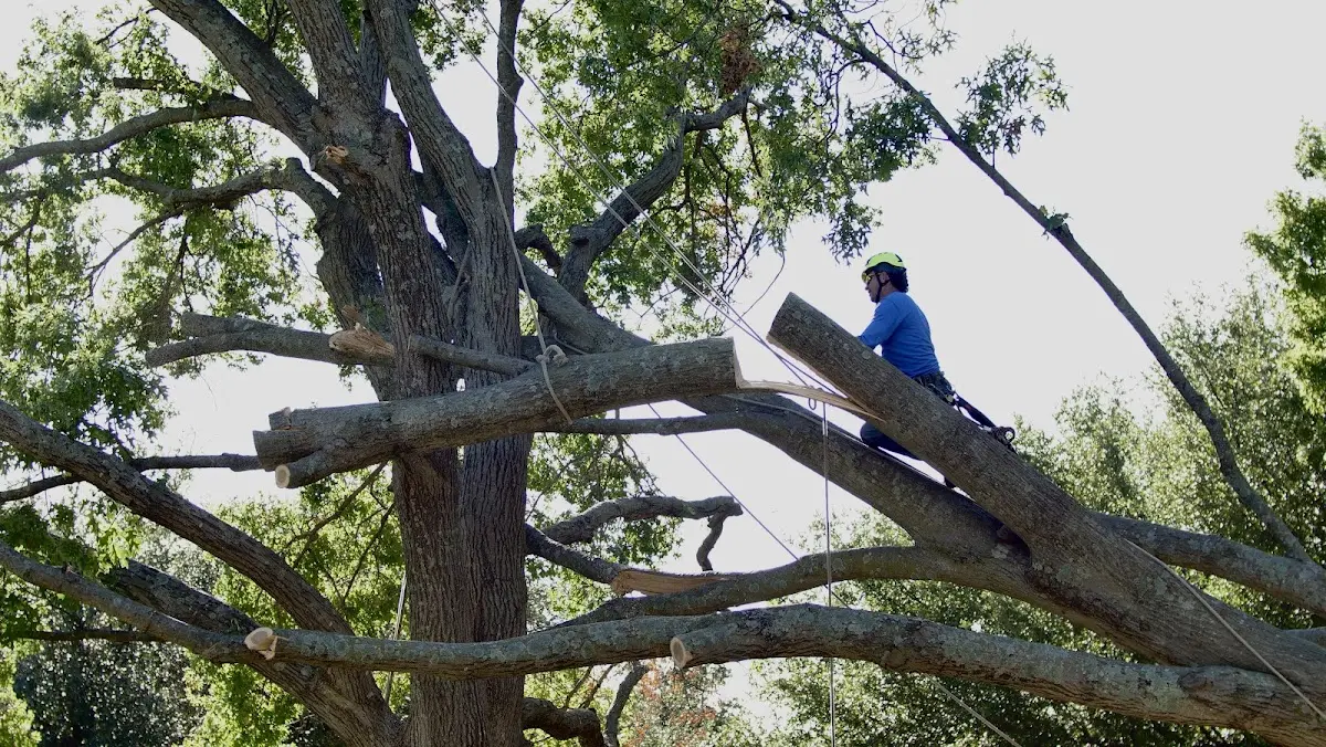 Professional Hazardous Tree Removal performed by certified arborists in Alta Vista