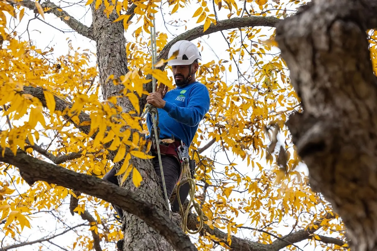 Skilled Tree Planing crew working in Alta Vista