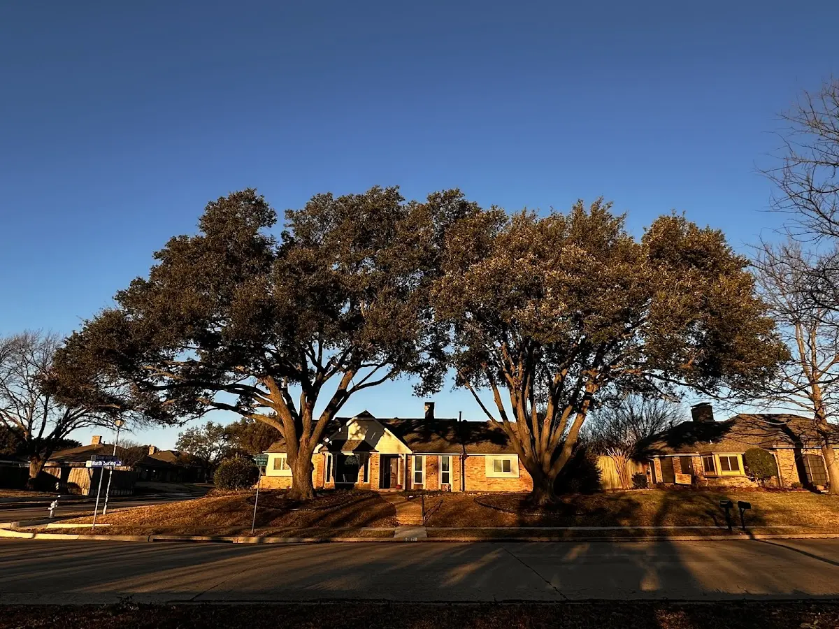 Established residential canopy tree shading a home in Alta Vista