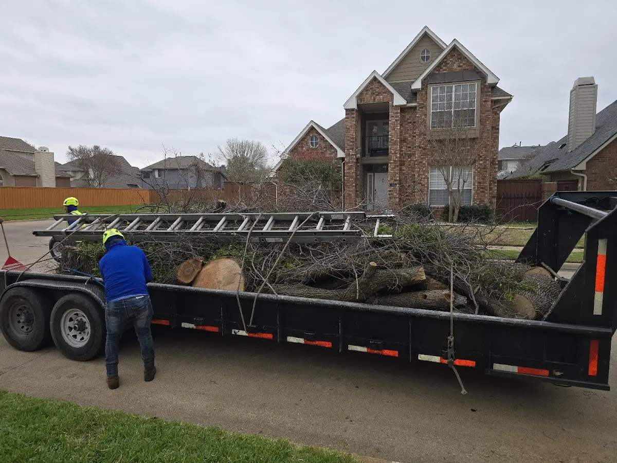 Expert Tree Removal with proper safety equipment in Alta Vista